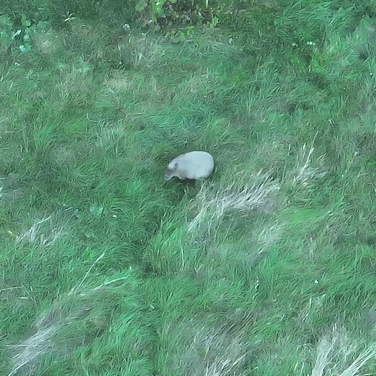 Capybara named Cinnamon found days after UK zoo escape