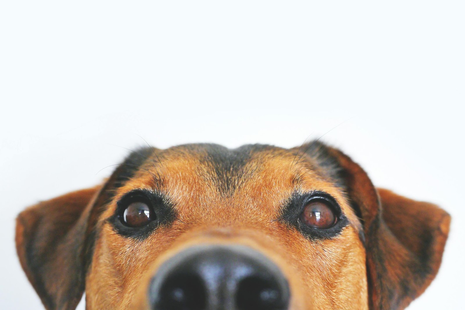 Pet Lover Shirts: Celebrating Our Furry Friends