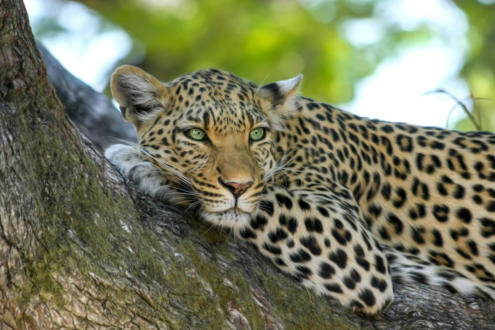 Wildlife Graphic Tees: Bringing Nature to Fashion